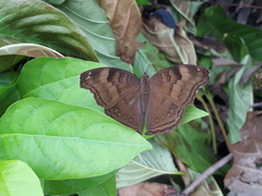 Junonia iphita