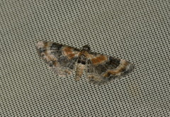 Eupithecia linariata