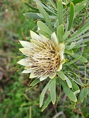 Protea repens