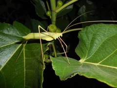 Acrometopa macropoda