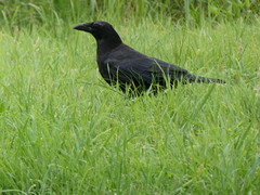 Corvus corone