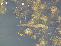 Haemopis marmorata