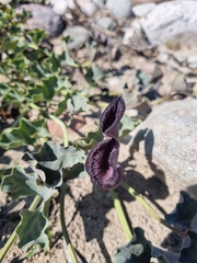 Aristolochia
