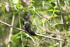 Stephanoxis loddigesii