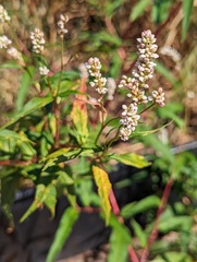Persicaria pensylvanica
