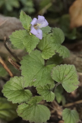 Campanula trachelium
