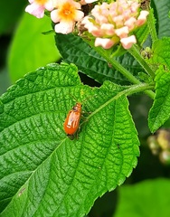 Aulacophora indica