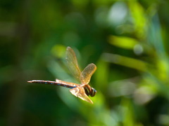 Aeshna grandis
