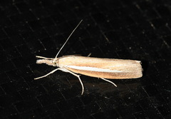 Agriphila selasella