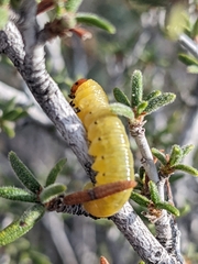 Cercocarpus intricatus