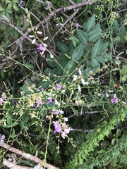 Desmodium perplexum