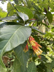Palicourea padifolia