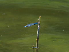 Erythromma najas