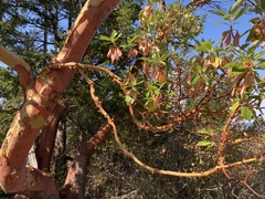 Arbutus menziesii