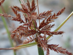 Cyperus longus