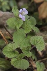 Campanula trachelium