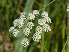 Cicuta bulbifera