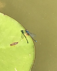 Erythromma viridulum