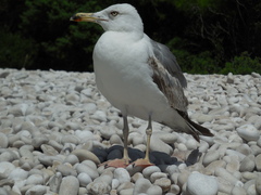 Larus michahellis
