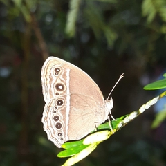 Mycalesis mineus