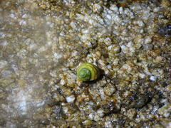 Littorina