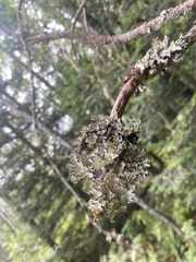 Platismatia tuckermanii