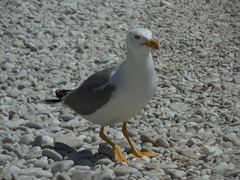 Larus michahellis