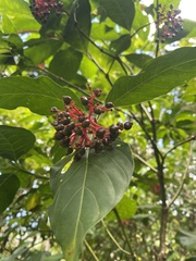 Palicourea croceoides