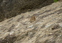 Pseudochazara pelopea