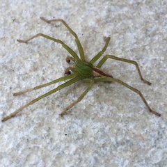 Micrommata