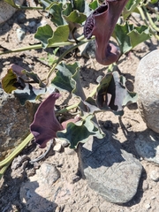 Aristolochia