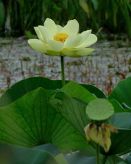 Nelumbo lutea
