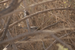 Auriparus flaviceps
