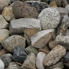 Pseudochazara pelopea