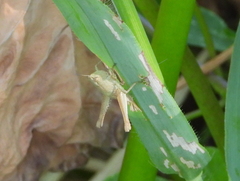 Dichromorpha viridis