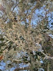 Cystotheca lanestris