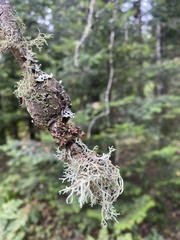 Evernia mesomorpha