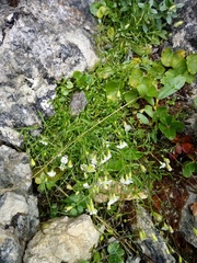 Heliosperma pusillum