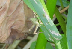 Dichromorpha viridis