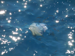Rhizostoma pulmo