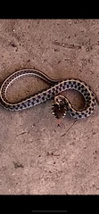 Thamnophis marcianus