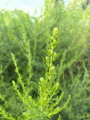 Artemisia annua