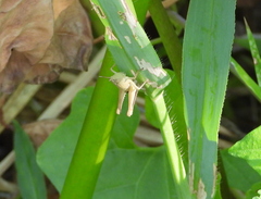 Dichromorpha viridis