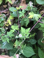 Geranium sibiricum