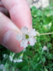 Heliosperma pusillum