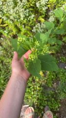 Verbesina occidentalis