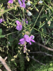 Desmodium perplexum