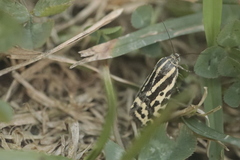 Acontia trabealis