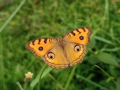 Junonia almana