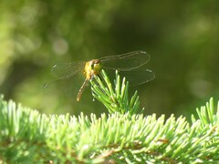 Sympetrum obtrusum
